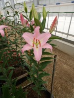 [5527 PO27 Alonso No01.JPG]